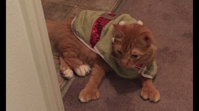 Christmas Cats